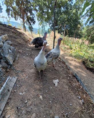 Galline