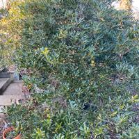 Pitosforo piante siepe