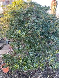 Pitosforo piante siepe