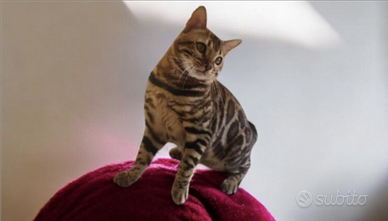 Gatto del Bengala maschio