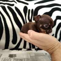 Chihuahua di altissima morfologia mini 60/90 giorn