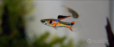 Pesci acquario Guppy endler caridine lumache