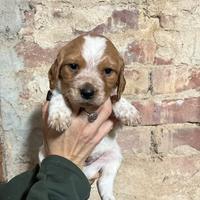 Cucciolo breton