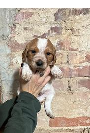 Cucciolo breton