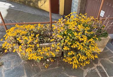 2 vasi cemento con già fiori all'interno