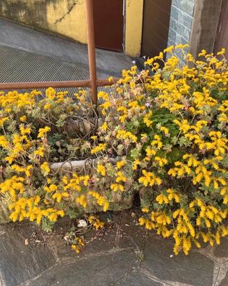 2 vasi cemento con già fiori all'interno