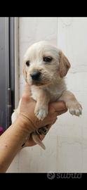 Cuccioli taglia piccola