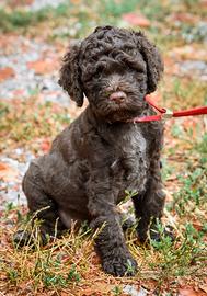 Lagotto Romagnolo