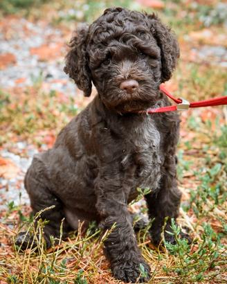 Lagotto Romagnolo