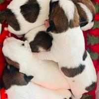 Jack russel con pedigree