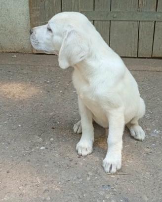 Ultimo cucciolo labrador di una cucciolata di 4
