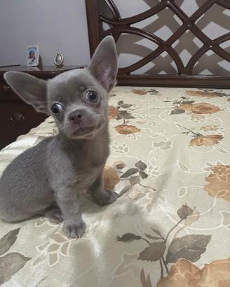 Chihuahua