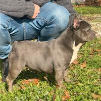 Bulldog Francese Blu