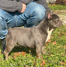 Bulldog Francese Blu