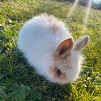 Conigli nani arieti pelo d'angora