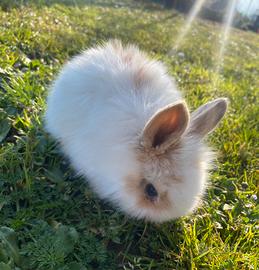 Conigli nani arieti pelo d'angora