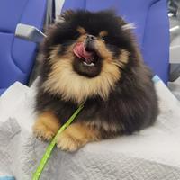 Spitz ACCOPPIAMENTO pomerania Black/Tan