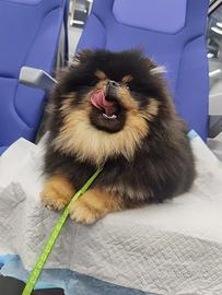 Spitz ACCOPPIAMENTO pomerania Black/Tan