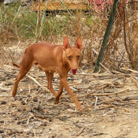 Cuccioli Cernechi dell'Etna