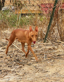 Cuccioli Cernechi dell'Etna