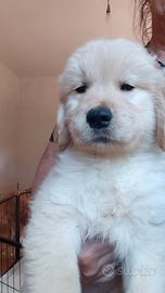 Golden retriever anglo americani ENCI