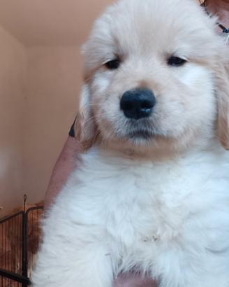 Golden retriever anglo americani ENCI