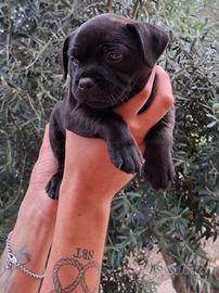Cuccioli staffordschire bull terrier