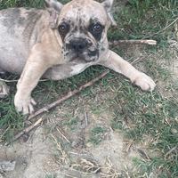 Bulldog francese