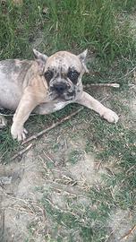 Bulldog francese