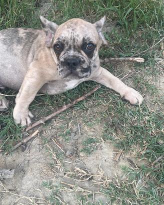 Bulldog francese