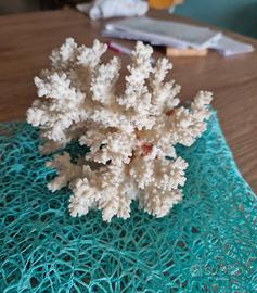 Corallo bianco