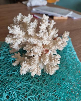 Corallo bianco
