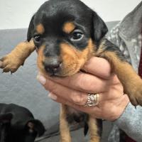 Pincher toy 2 femmine trattabile