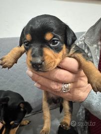 Pincher toy 2 femmine trattabile