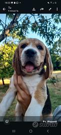 Cucciolo beagle con pedigree