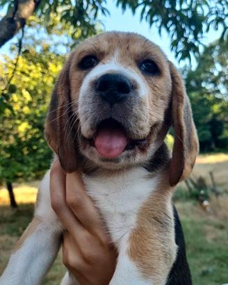 Cucciolo beagle con pedigree