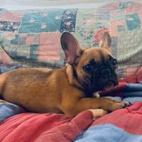 Bulldog francese