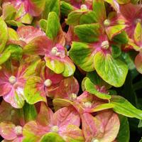 Ortensia Glamour Rock