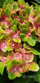 Ortensia Glamour Rock