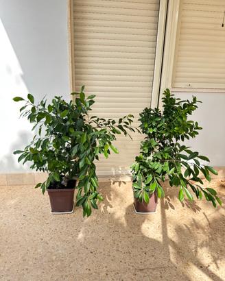 Ficus • Bonsai Ginseng