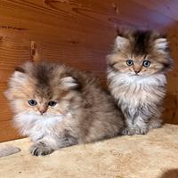 Gatto British Longhair