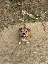 American bully poket