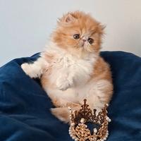 Cucciola di gatta razza persiano