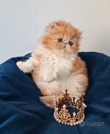 Cucciola di gatta razza persiano