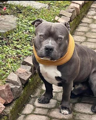 American Bully pocket maschietto 3 anni