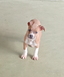 American Staffordshire Terrier