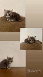 Cuccioli maine coon