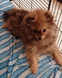 Spitz Pomerania