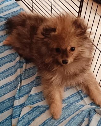 Spitz Pomerania