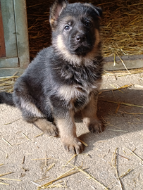 Cuccioli pastore tedesco